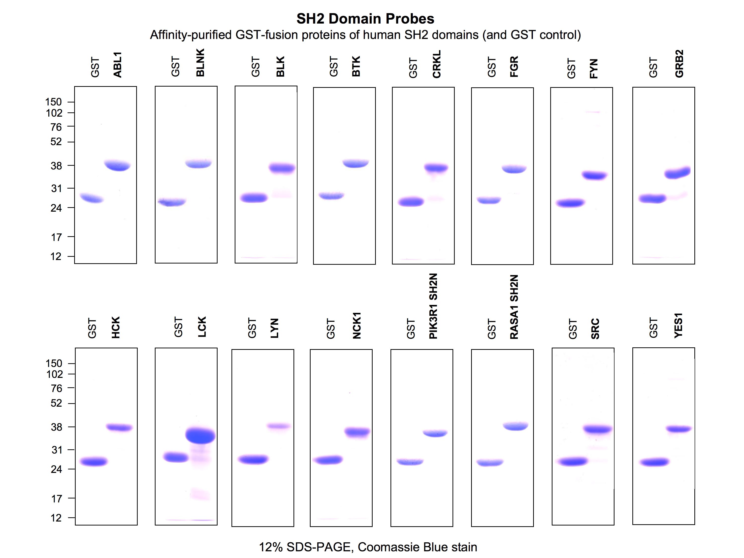 SH2-domains purity control Nov2010