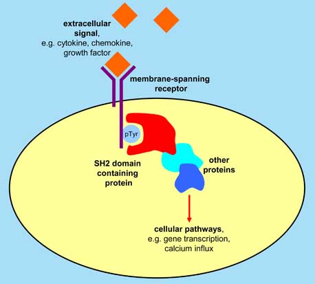 SH2 Domain Signalling